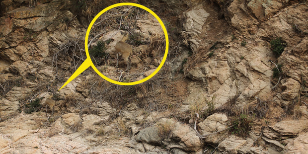 A Klipspringer is hidden in plain sight. Photo / CATERS