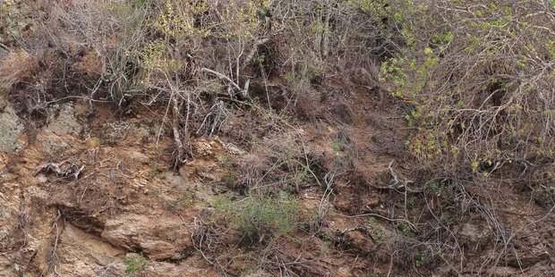 Camouflage kings! This klipspringer, which stand at around 60cm or 2ft high, blends so seamlessly with the rocky cliff face in South Africa, it is almost impossible to spot. Photo / CATERS