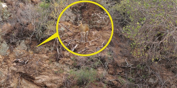 One of the antelopes - which look like a small deer - can be seen in the centre of this shot. Photo / CATERS