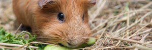 My daughter researched how long the guinea pigs would live and when she learned that they sometimes made it to eight years. Photo / 123RF