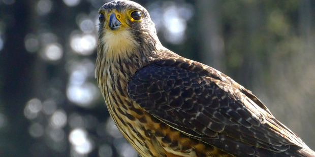 The New Zealand falcon