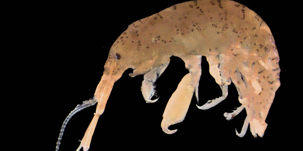 This common marine crustacean has shown researchers that it's all set to beat climate change. Photo / Katherine Heldt