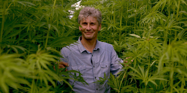 Grand Designs presenter Chris Moller in a field of hemp plants. Photo / Supplied