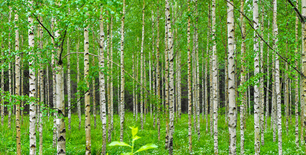 A birch forest in the Saimaa region, Finland. Photo / Miguel Virkkunen Carvalho, Flickr