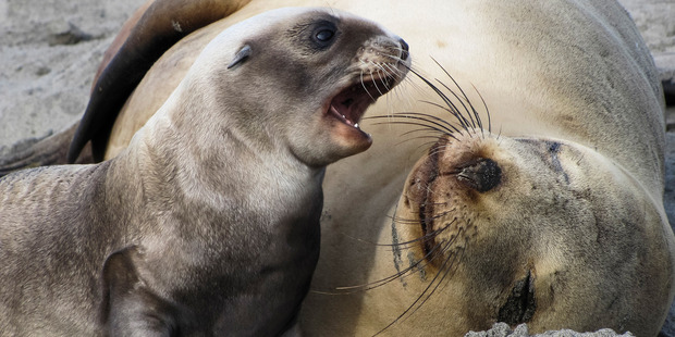 Researchers have found the endangered NZ sea lion is among the most murderous of mammals. Photo / File