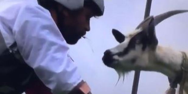 Thomas Thwaites lived for three days as a goat in Switzerland. Photo / Twitter / Seedyebb