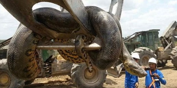 Constructions workers in Brazil were surprised to discover a giant anaconda on the site.