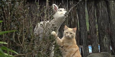http://media.nzherald.co.nz/webcontent/image/jpg/201640/steve3_460x230.jpg
