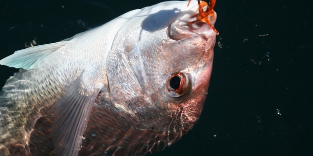 The orange kabura slow jig is a top performer when fishing out in the Hauraki Gulf. Picture / Geoff Thomas