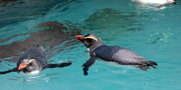 From left: Gari, Louie, and Denny the endangered Tawaki Fiordland Crested Penguins swim together at The Nest Te Kohanga. Photo/supplied by Wellington Zoo