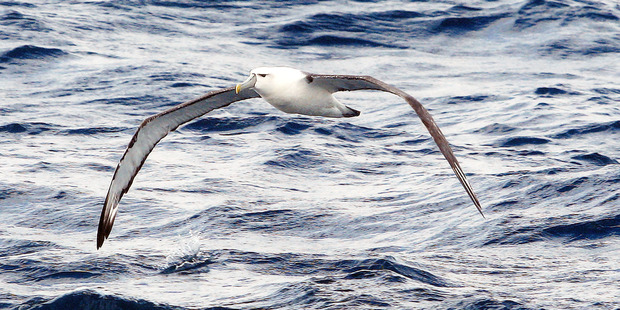 The species of seabird killed included 24 Buller's albatrosses. Photo / File