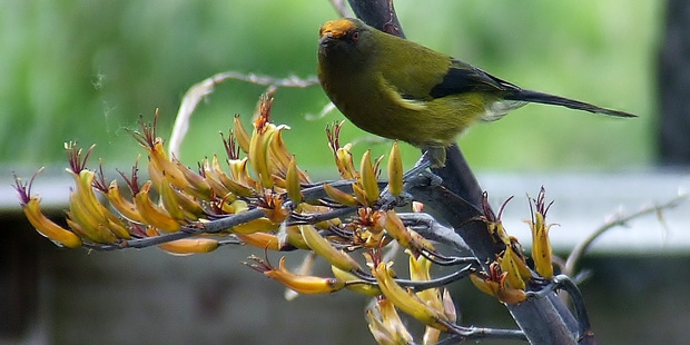WELCOME: The korimako, or bellbird, is more heard than seen on Napier Hill, writes Mark Story. PHOTO FILE