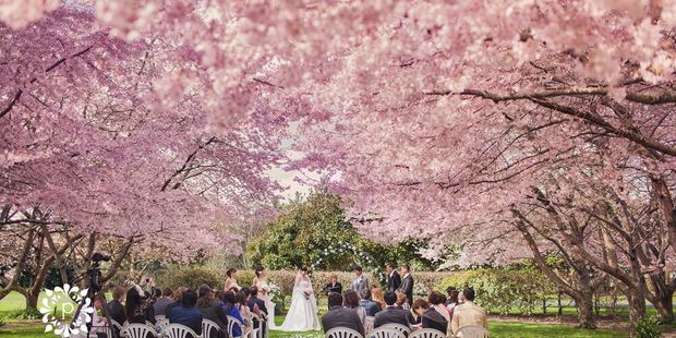 An outdoor wedding in progress on the grounds of Sarnia Park.