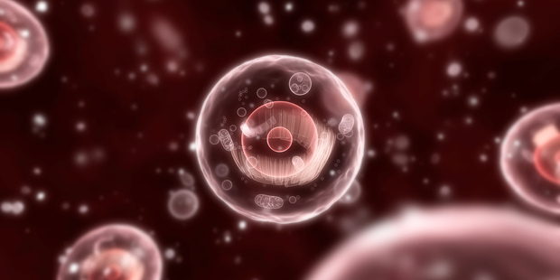 Mitochondria are the "batteries" within our cells. Photo: Supplied