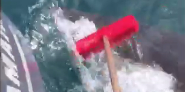 Dan Hoey was fishing with his brother and a client when a Great White took an interest in his boat.