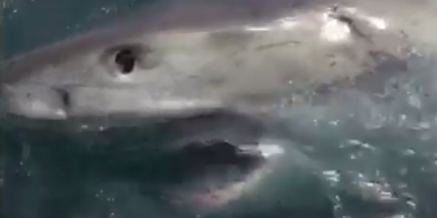 Dan Hoey estimated that the shark was about 5.5m and an adult female.