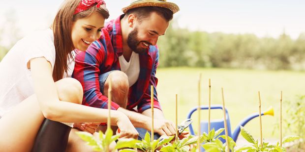 The balmy weather is perfect for taking to the garden - and getting your tomatoes in. Photo / 123RF