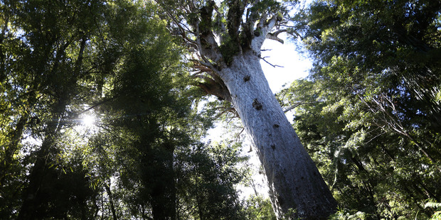 DOC is upgrading tracks in the Kaimai Range to prevent the spread of kauri dieback. Photo of Tane Mahuta