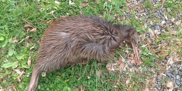 The dead kiwi is thought to be one of four that lived on Peter Nash's Puketotara Rd property.