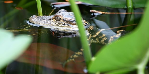 A young alligator at Everglades National Park. Photo / 123RF