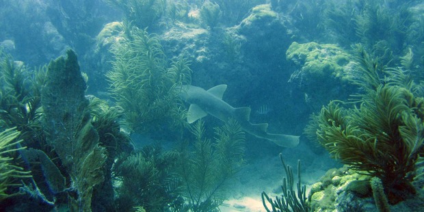 A shark swims through the coral reefs of Florida's Biscayne National Park. Photo / Creative Commons image by Flickr user A. Bourque, National Park Service