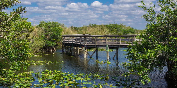 A boardwalk in Everglades National Park. Photo / 123RF