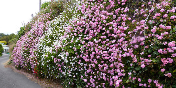 The Forres Street crib wall with Colin Ogle's pelargoniums in full bloom.