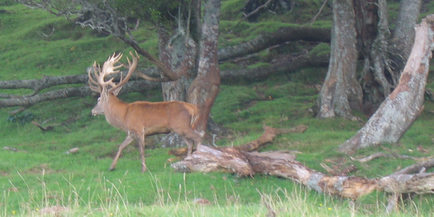 The farmer in Central Otago alleges the group said they were looking for deer and had been spotlighting on a Department of Conservation block. Photo / File