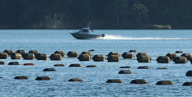 Aquaculture is worth hundreds of millions of dollars to the New Zealand economy. Photo / File