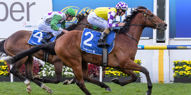 The odds are becoming more and more cramped around our Victoria Derby favourite Sacred Elixir (No 1, R7). Photo / Getty Images