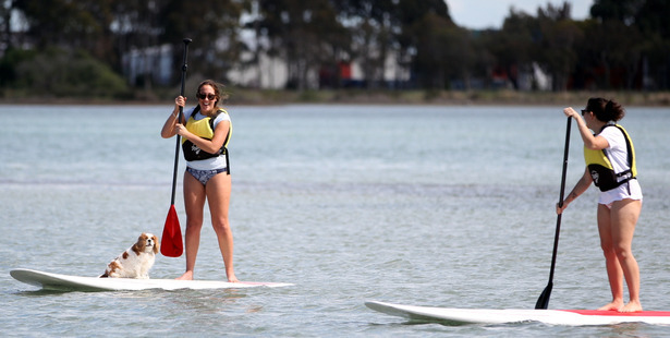 Fun: L-R: Louise Porter, with Robert (the dog) and friend Courtney Anderson paddle boarding at Pandora Pond in Napier. Photo/ Paul Taylor.