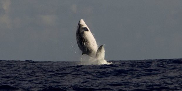 A humpback whale breaches the ocean at Tahitian atoll Teti'aroa. Photo / James Russell