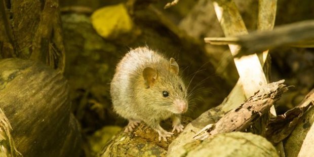 A Polynesian rat in Tahitian atoll Teti'aroa. Photo / James Russell