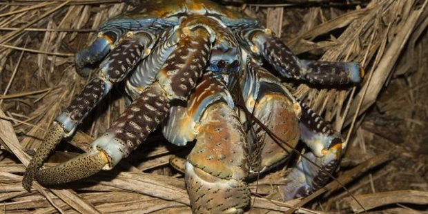 A coconut crab in the undergrowth. Photo / James Russell