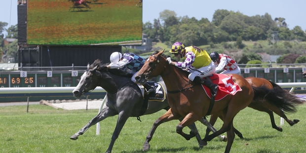 Sacred Elixir has come a long way from beating The Soultaker in a minor juvenile race at Ellerslie on January 9 to starting favourite in the Victoria derby tomorrow. Picture / NZ Racing Desk