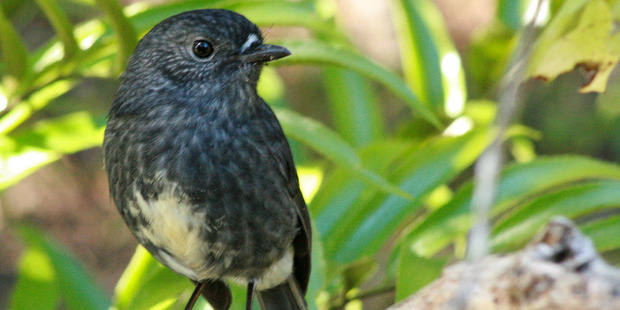 The Defence land overlooks the Tiritiri Matangi Wildlife Sanctuary -- many birds from the island visit. Photo / Paul Charman