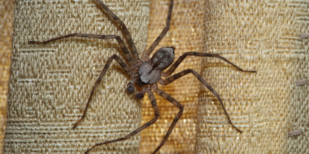 The spider gave the man such a fright he drove into Lake Cathie. Photo / Getty Images