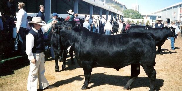 Natalie Howes exhibits an Angus bull at the Sydney Royal Ester Show in 2006