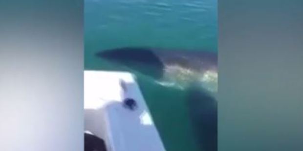 As the great white approaches the boat, its body rises to the surface and its enormous shadow can be seen. Photo / via Facebook
