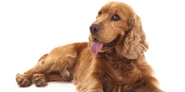 The cocker spaniel appeared to have fallen about 50m down a steep slope before falling 20m down a vertical cliff and hitting some shrubbery on a bushy ledge. Photo / 123RF