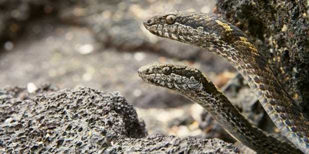 When the crew saw the snakes for the first time, they were too shocked to film - and host Sir David Attenborough had never seen anything like it either, it was claimed. Photo / BBC1