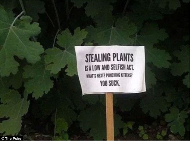 Guilt trip: Pinching garden plants is 'low and selfish', according to this fed up neighbour.