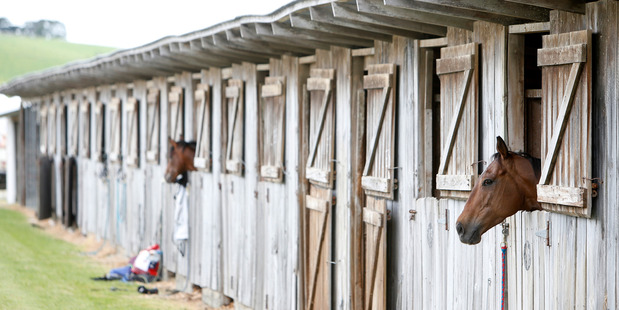 Dargaville Races, No BYO, waiting to race. 11 November 2016 Northern Advocate photograph by Michael Cunningham