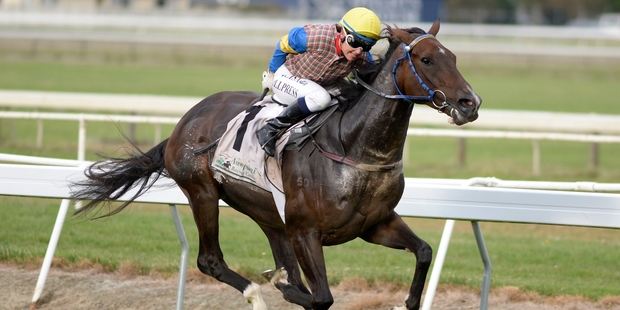 Iamishwara is back in work with Tony Kaye. Photo / Race Images
