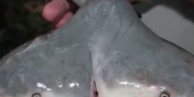 Loading A two-headed shark. Photo: Patrick Rice - Florida Keys Community College