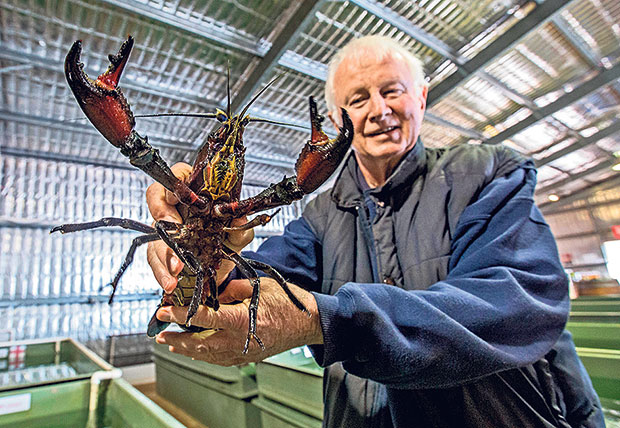 John Melbourne of the Andermel Marron Farm, Kangaroo Island.