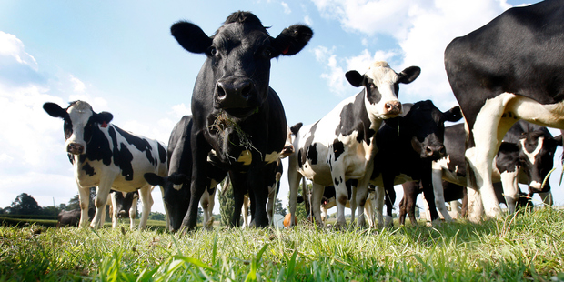 Dairy prices have risen 4.5 per cent at Fonterra's latest GlobalDairyTrade auction. Photo / Bloomberg