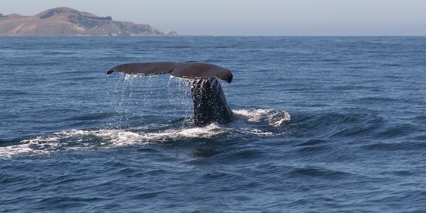 Tourist operations such as Whale Watch in Kaikoura will be hit by the quakes. Photo / Derek Clarkson.