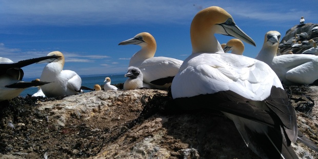 The first gannet chick of the season was spotted at Cape Kidnappers on Sunday.