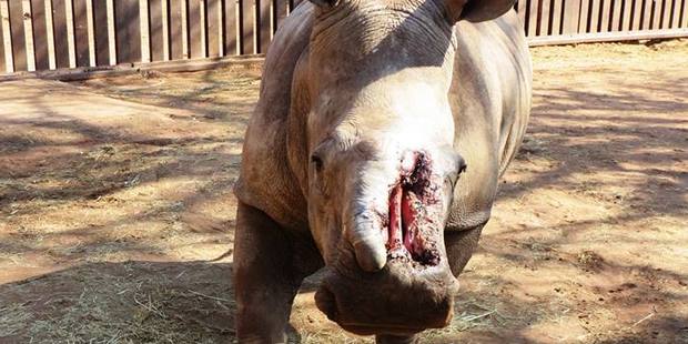 Hope had made amazing progress after being found with a portion of her face hacked off. Photo / STS